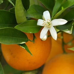 Citrus blossom and oranges on tree, close up, (c) UCR/Stan Lim