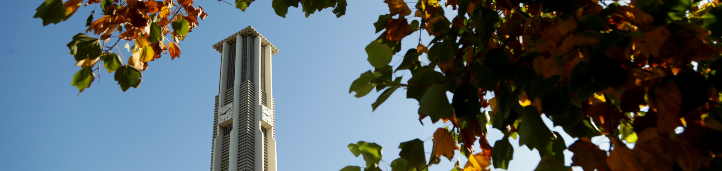 Looking up at Bell Tower through the trees (c) UCR/Stan Lim