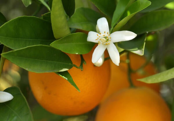 citrus tree closeup, leaves blossom and fruit (c) UCR/Stan Lim